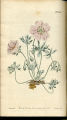 Silver-leaved Crane's-bill, Cranesbill
