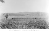 Hill of Kansan Drift in wall of valley of Iowa River, Belle Plaine, Iowa, late 1890s or early 1900s