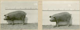 Experiment 315, representative pig #18B, 1929