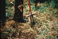 1987 Trees and grasses being planted