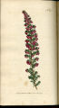 Blush-flowered Heath, Heather