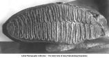 Pleistocene Fauna, elephant tooth, Denison, Iowa, late 1890s or early 1900s