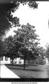 Catalpa tree in bloom, Old Capitol in the background, The University of Iowa, 1900s