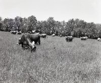 Cattle Grazing in Field