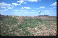 Wetland Area on Henry Hanby's Farm.