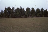 Black Hills spruce windbreak.