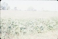Slide Collection Of Agricultural Land And Cattle 