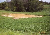 1995  Terraces on Bill Tucker's Farm
