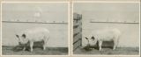 Experiment 326, representative pig #10B, 1930