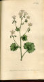 Round-leaved Saxifrage