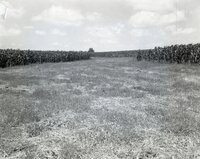 Cornfields and pasture