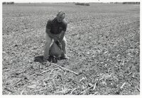 1978 Man holds bag of seed in no-till field