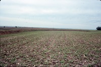 Residue contoured crops on the farm of Fred Conley.