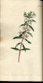 Serrated Diosma, Saw-leaved Diosma