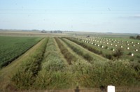 Windbreak on the farm of Don and Phyllis Conley.