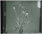 Echinacea purpurea (Coneflower)