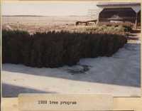 Tree Program - 1989.