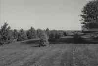 Pine Trees on the property of Fritz Dirksen in Plymouth County, Iowa