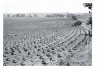 Contoured corn on Paul Carstensen farm, 1964