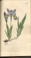 Crested Iris, Flag, Fleur-de-lis, Sword Lily