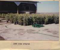 Tree Program - 1989.