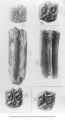 Pleistocene Fauna, fossil horse teeth, superior grinders of Equus scotti found in Cox Pit, Missouri Valley, Iowa, late 1890s or early 1900s