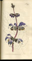 Indian Sage