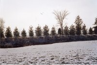 1998  Wetlands Preserved on Wilma Groe's property