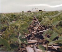 1990 No-till soybeans