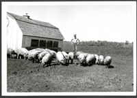 Photograph of Gary Nelson, a Cass County FFA and 4-H Member.