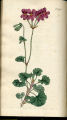 Kidney-leaved Crane's Bill