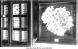 Large coral in Museum, New Science Hall, The University of Iowa, 1900s
