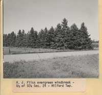 Windbreak on A.J. Fliss's Farmstead.