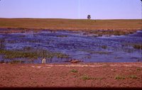 Wetland Restoration Project.