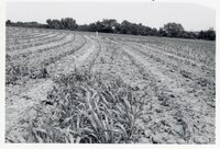 Dry fields