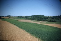 Strip cropping, 1953
