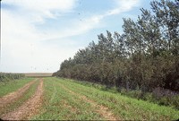 Windbreak on Tom Hueser's farm.