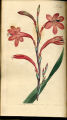 Red-flowered Antholyza