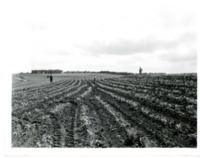 Documenting the Progress of Terraces Built in 1935