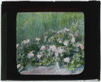 Rosa arkansana (Prairie rose)