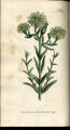 Green-flowered Fig-marigold