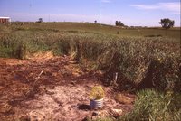 Wetland Restoration Project.