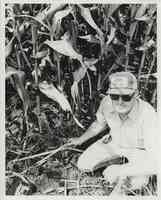 Man with hat and sunglasses kneels in cornfield