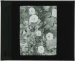 Convolvulus arvensis (Morning glory)