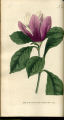 Purple Magnolia, Mu-lan, Woody Orchid