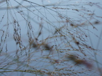 2007 Jack Strawhacker photos of grasses
