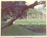 Vegetable garden in the Spring