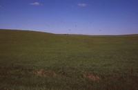Wetland Project on Jeff Morrison's Farm.