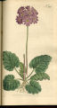 Cortusa-leaved Primula