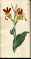 Common Indian Reed, Common Indian Shot, Indian Shot, Queensland, Arrowroot, Achira